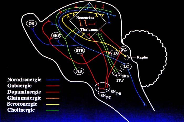 and GABA B. The former is a ligand Cl - -gated ion channel, the latter is associated with K +, Ca 2+ channels and regulated by G proteins.