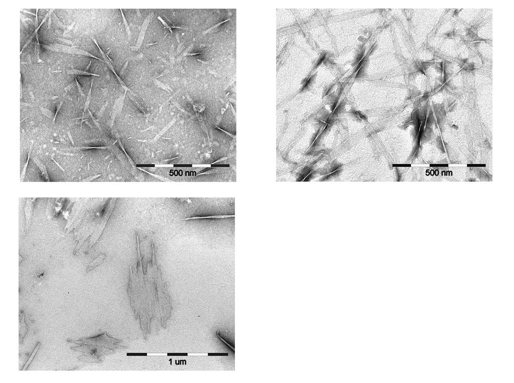 assembly at the oligomer level (diameter < 10 nm), where the DLS method may be unreliable because of the concomitant larger particles.