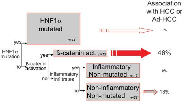 Classification of hepatocellular adenoma: association with HCC or