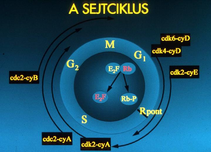 változás genetikai változás genetikai változás genetikai