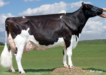 Tejtermelési rekord 365 napra 31,767 liter tej, és 1,264 kg zsír 972 kg