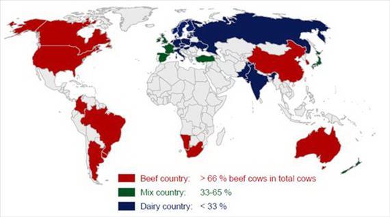 10. ECONOMICS of the CATTLE MEAT PRODUCTION Source: FAO, 2013 After discussing the number of cattle and their density in the world map, we have a good guest to estimate the world significant beef