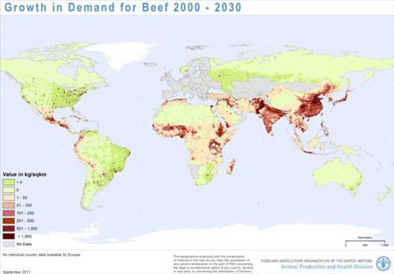 10. ECONOMICS of the CATTLE MEAT PRODUCTION Source: USDA-FAS, 2013. Generally, countries that are big producers of beef are also big consumers of beef.