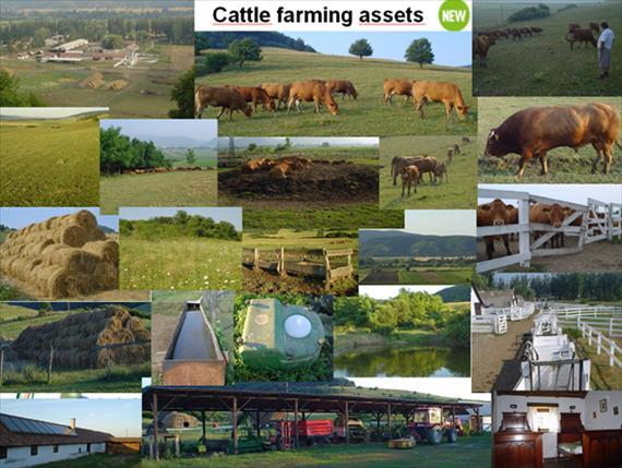 10. ECONOMICS of the CATTLE MEAT PRODUCTION 4. 10.4. Cattle farming assets In the cattle farming business, 60-70% of the total asset values are the livestock value (animals).