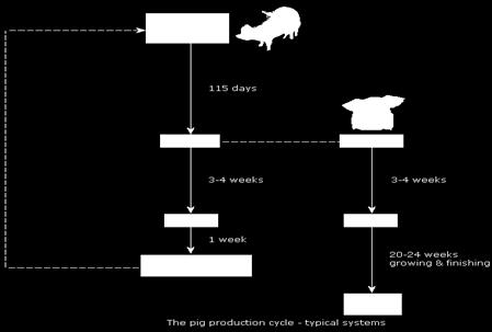 11. ECONOMIC OF PIG PRODUCTION Source: I,5 