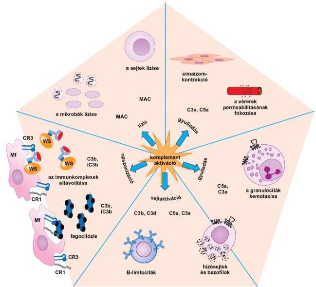 A komplementrendszer