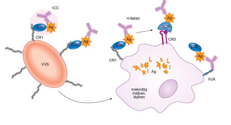 Immunkomplexek komplement-mediált eliminálása Komplementreceptorok, egyes komponensek hiánya