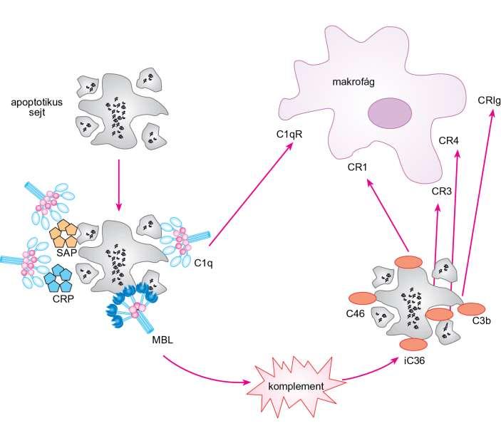 Apoptotikus sejtek komplement-mediált fagocitózisa Komplementreceptorok, egyes komponensek hiánya autoantigének