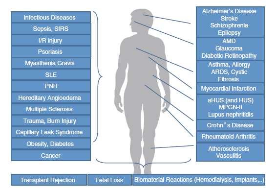 Betegségek, klinikai rendellenességek/komplikációk, melyekben a komplementrendszernek szerepe van A háttérben: -