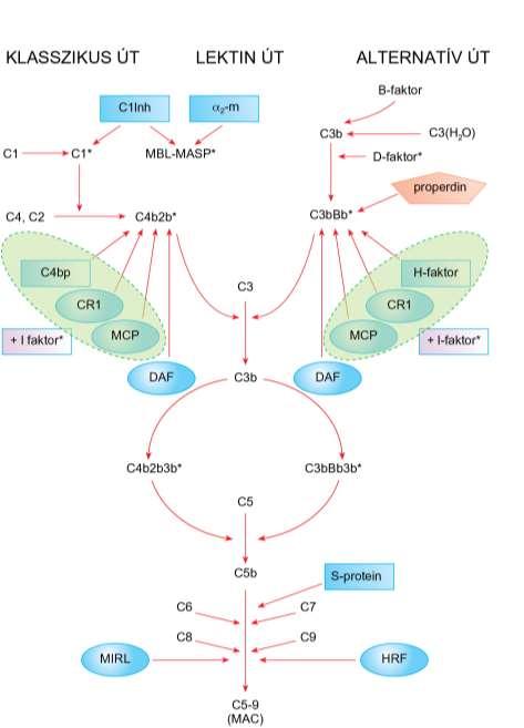 A komplementaktiválás szabályozása anti-c5 által Eculizumab (anti-c5a) (PNH-ban szenvedő betegek