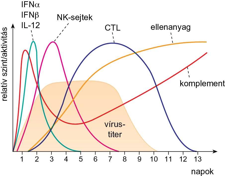 A komplementrendszer aktiválódása vírusfertőzés