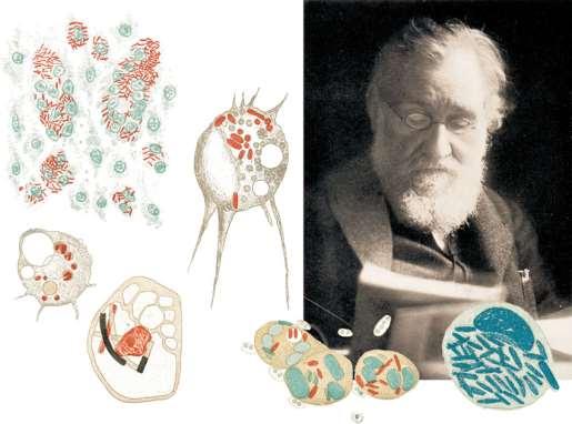 A fagocitózis felfedezése Elie Metchnikoff rajzai baktériumok fagocitózisáról, mikofágokról és makrofágokról Mecsnyikov, Ilja Iljics (1845-1916) 1864: Zoologus 1866- táplálékot bekebelező sejtek