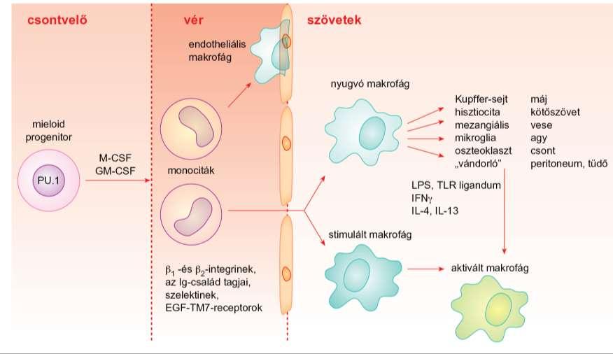 A makrofágok érése és aktivációja a