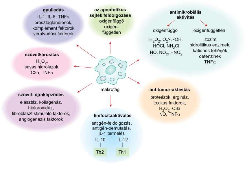 Makrofágok szerepe