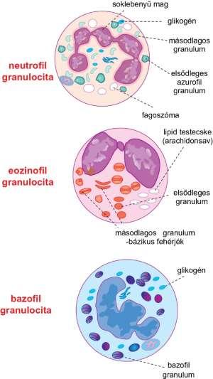 Granulociták populációi és funkciói a leukociták 50%-a Nagyon aktív fagocitózis és
