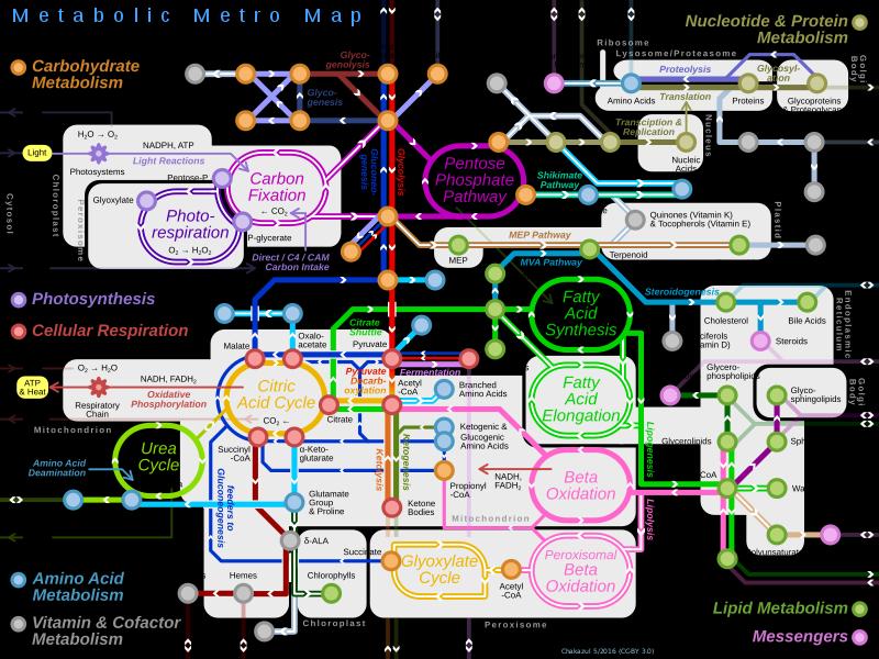 Biológiai hálózatok Metabolikus hálózatok Építőelemei: enzimek, enzim szubsztrátok, enzimtermékek (metabolitok), a katalizált reakciók reprezentációi Elsődleges alkalmazási terület: