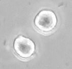 A sejtek szilárd környezete A sejtadhézió és sejt-vándorlás