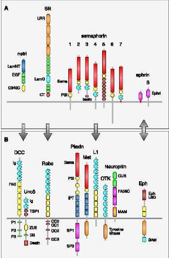 Adhéziós szignál (guidance) molekulák Receptor DCC/Unc5 Robo Neuropilin Eph (Trk receptors) NogoR Ligand Netrin Slit Semaphorin Ephrin MAG,Omgp, Nogo66 Letapadási jel repulzív/attraktív Wadsworth,