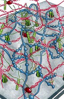 Cell adhesion Cell to cell-surface Ligand-receptor pairs Cadherin - CAM -