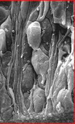 Carbohydrate chains Adhesion regularory ligand-receptor pairs Slit Robo