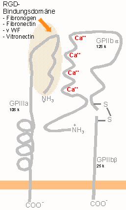 Name Synonyms Distribution Ligands α 1 β 1 Many Collagens, laminins.