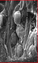 Carbohydrate chains Adhézió- regulátor ligandum- receptor párok Slit - Robo Ephrin -