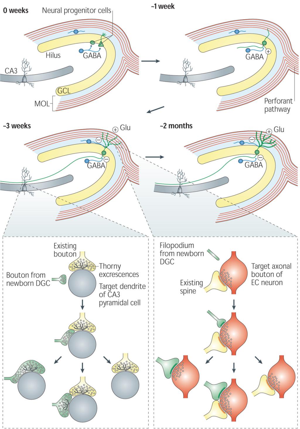 FelnőW neurogenezis a hippocampus- ban About 1 week a^er birth, the adult- born DGC extends its dendrite into the granule cell layer (GCL) and molecular layer (MOL) and projects the axon into the