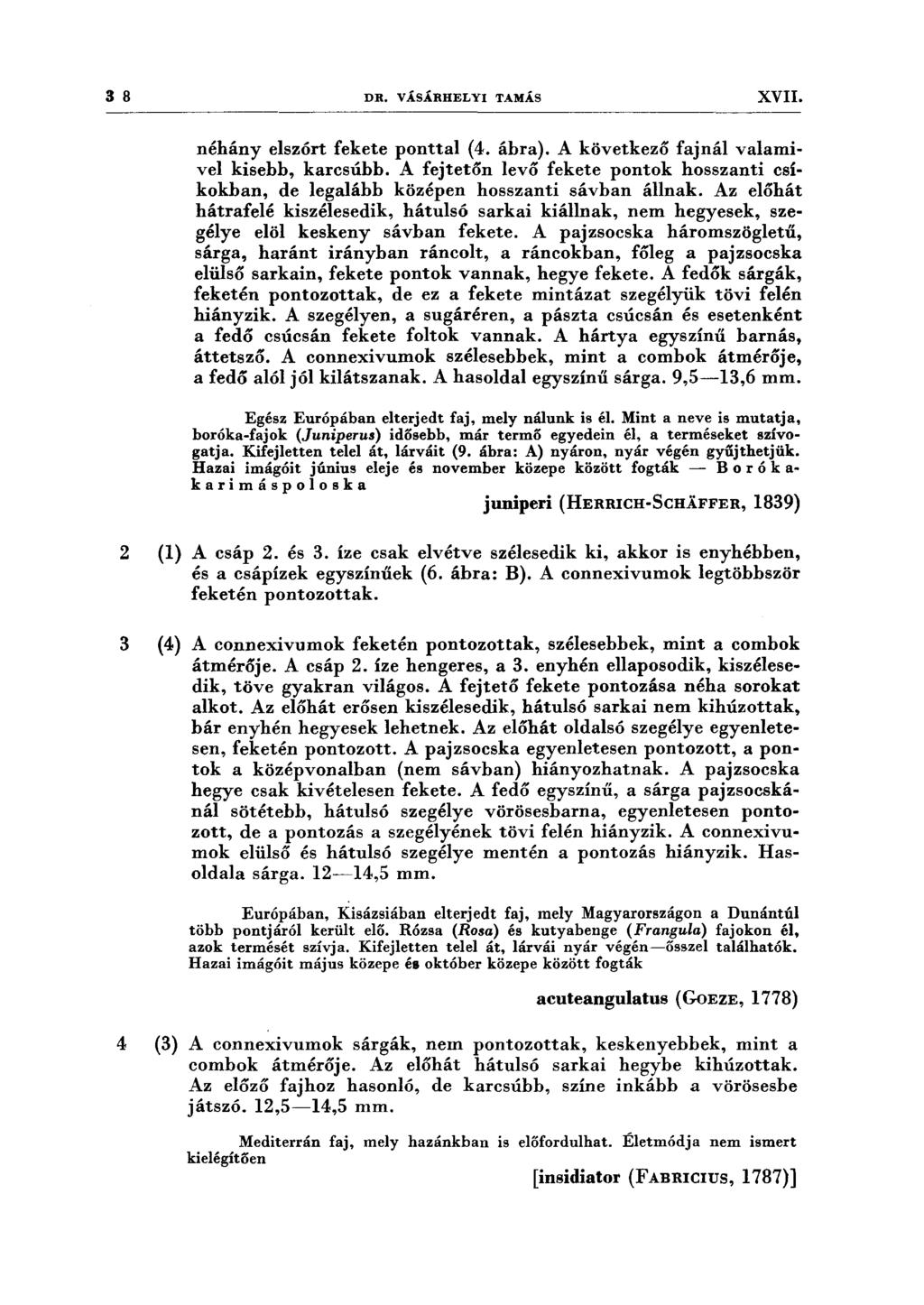 3 8 DR. VÁSÁRHELYI TAMÁS XVII. néhány elszórt fekete ponttal (4. ábra). A következő fajnál valamivel kisebb, karcsúhh.