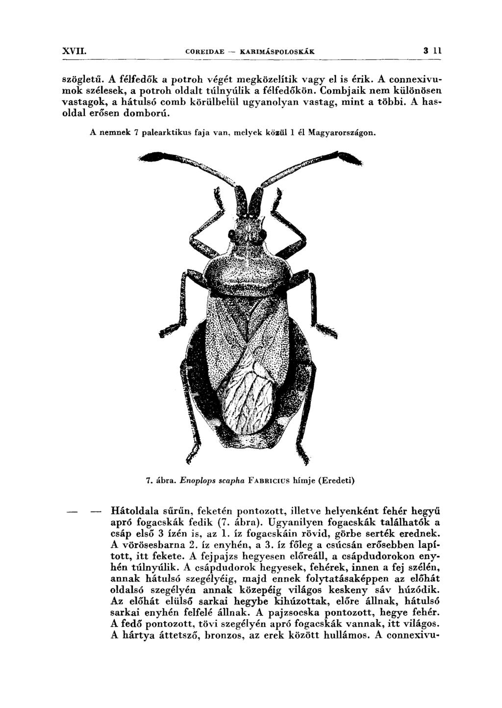 XVII. COREIDAE - KARIMÁSPOLOSKÁK 311 szögletű. A félfedők a potroh végét megközelítik vagy el is érik. A connexivumok szélesek, a potroh oldalt túlnyúlik a félfedőkön.