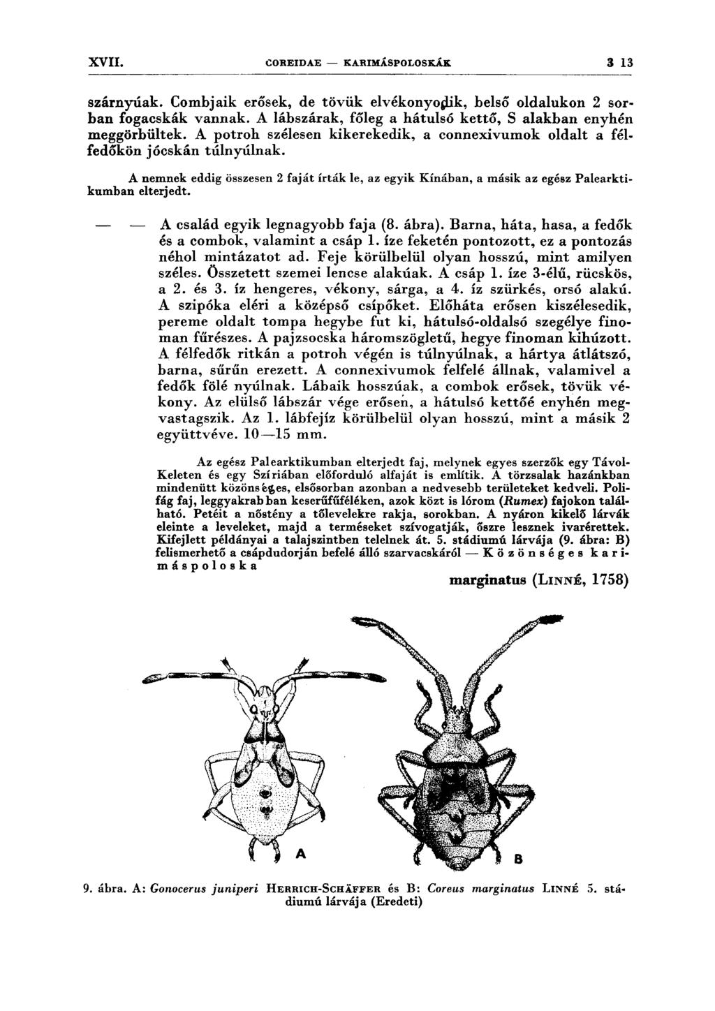 XVII. COREIDAE - KARIMÁSPOLOSKÁK 3 13 szárnyúak. Combjaik erősek, de tövük elvékonyo~k, belső oldalukon 2 sorban fogacskák vannak. A lábszárak, főleg a hátulsó kettő, S alakban enyhén meggörbültek.