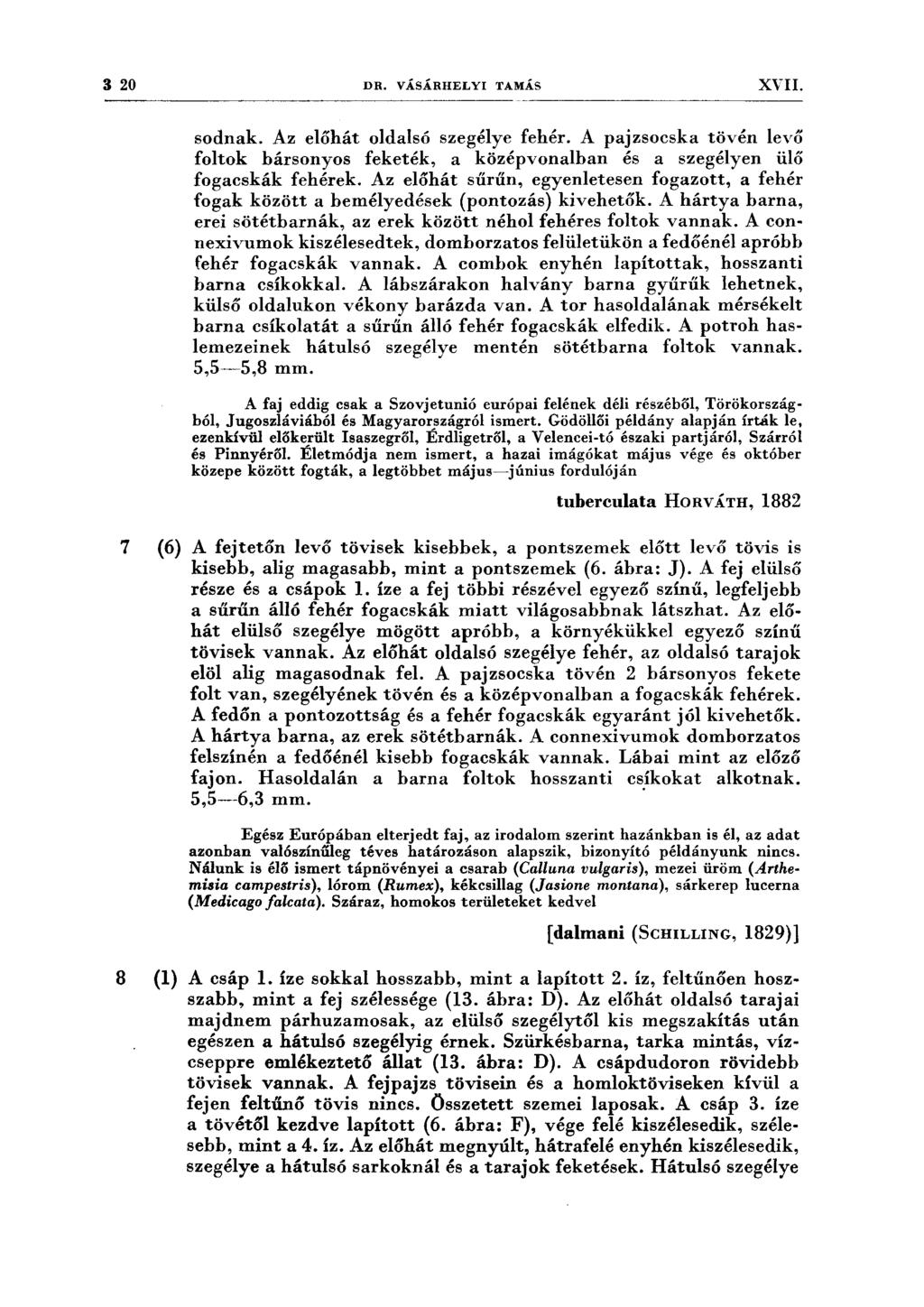 3 20 DR. VÁSÁRHELYI TAMÁS XYII. sodnak. Az előhát oldalsó szegélye fehér. A pajzsocska tövén levő foltok bársonyos feketék, a középvonalban és a szegélyen ülő fogacskák fehérek.