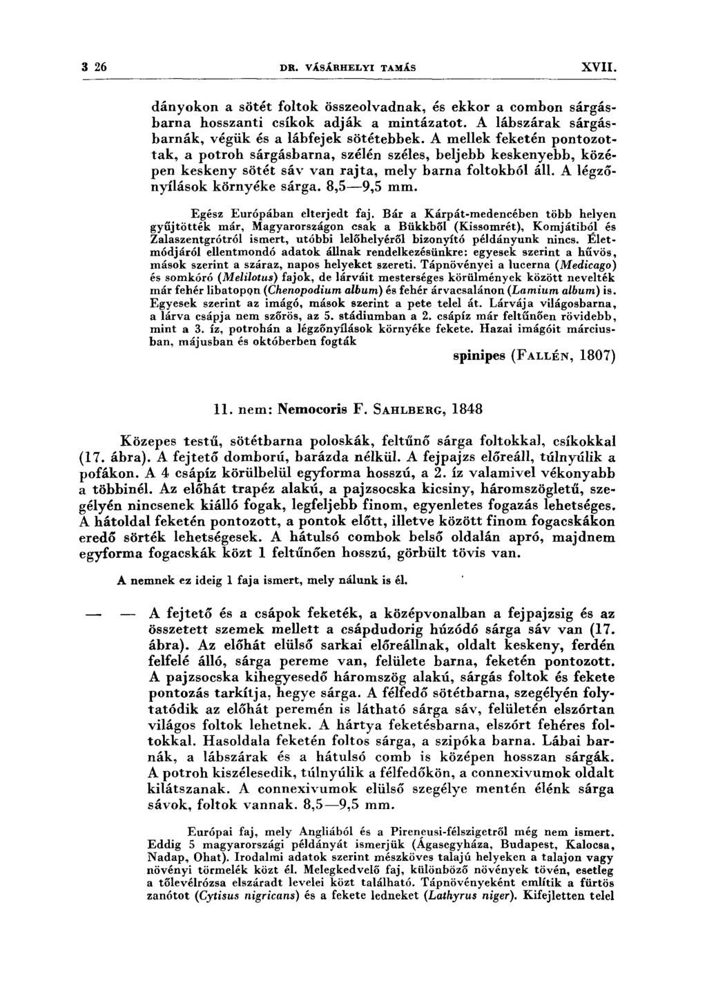 3 26 DR. VÁSÁRHELYI TAMÁS XVII. dányokon a sötét foltok összeolvadnak, és ekkor a comhon sárgásbarna hosszanti csíkok adják a mintázatot. A lábszárak sárgásharnák, végük és a lábfejek sötétehhek.