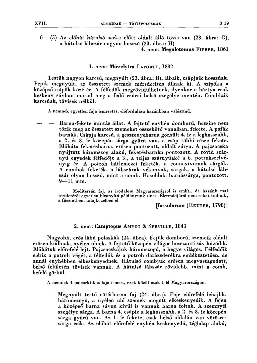 XVII. ALYDIDAE - TÖVISPOLOSKÁK 3 39 6 (5) Az előhát hátulsó sarka előtt oldalt álló tövis van (23. ábra: G), a hátulsó lábszár nagyon hosszú (23. ábra: H) 4. nem: Megalotomus FIEBER, 1861 l.