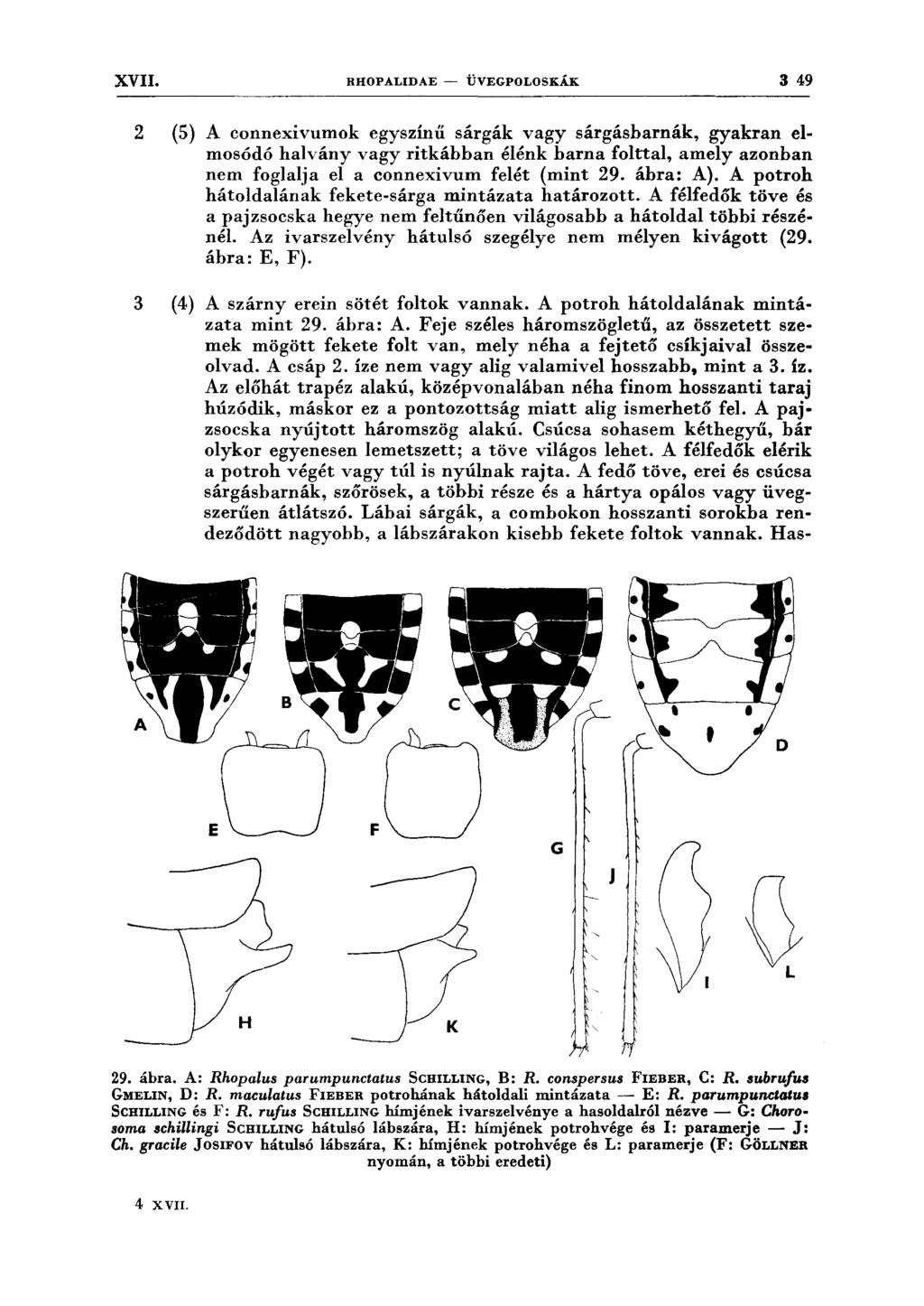 XVII. RHOPALIDAE- ÜVEGPOLOSKÁK 3 49 2 (5) A connexivumok egyszínű sárgák vagy sárgásharnák, gyakran elmosódó halvány vagy ritkáhhan élénk barna folttal, amely azonhan nem foglalja el a connexivum