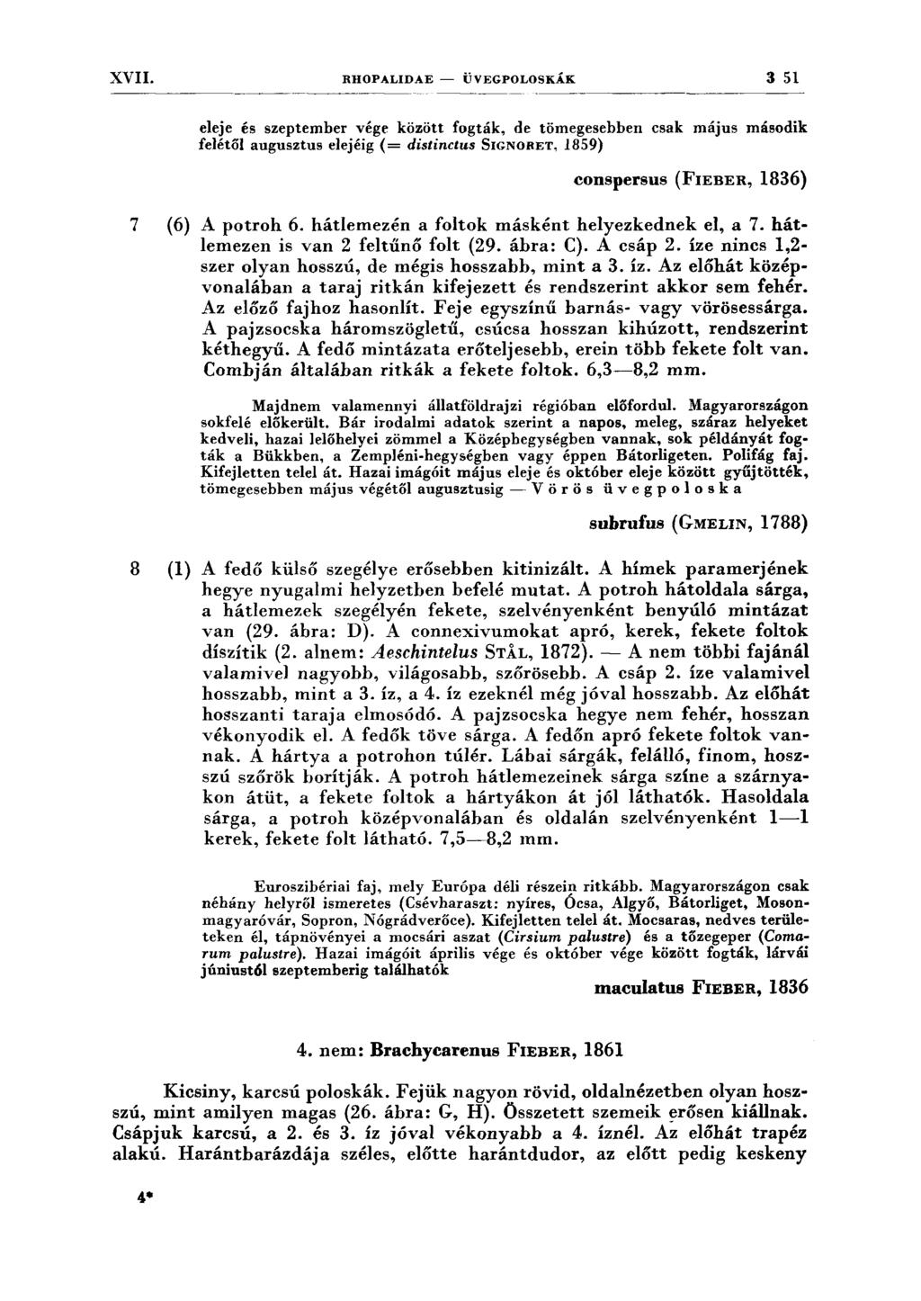 XVII. RHOPALIDAE - ÜVEGPOLOSKÁK 3 51 eleje és szeptember vége között fogták, de tömegesebben csak május második felétől augusztus elejéig ( = distinetus SIGNORET, 1859) conspersus (FIEBER, 1836) 7