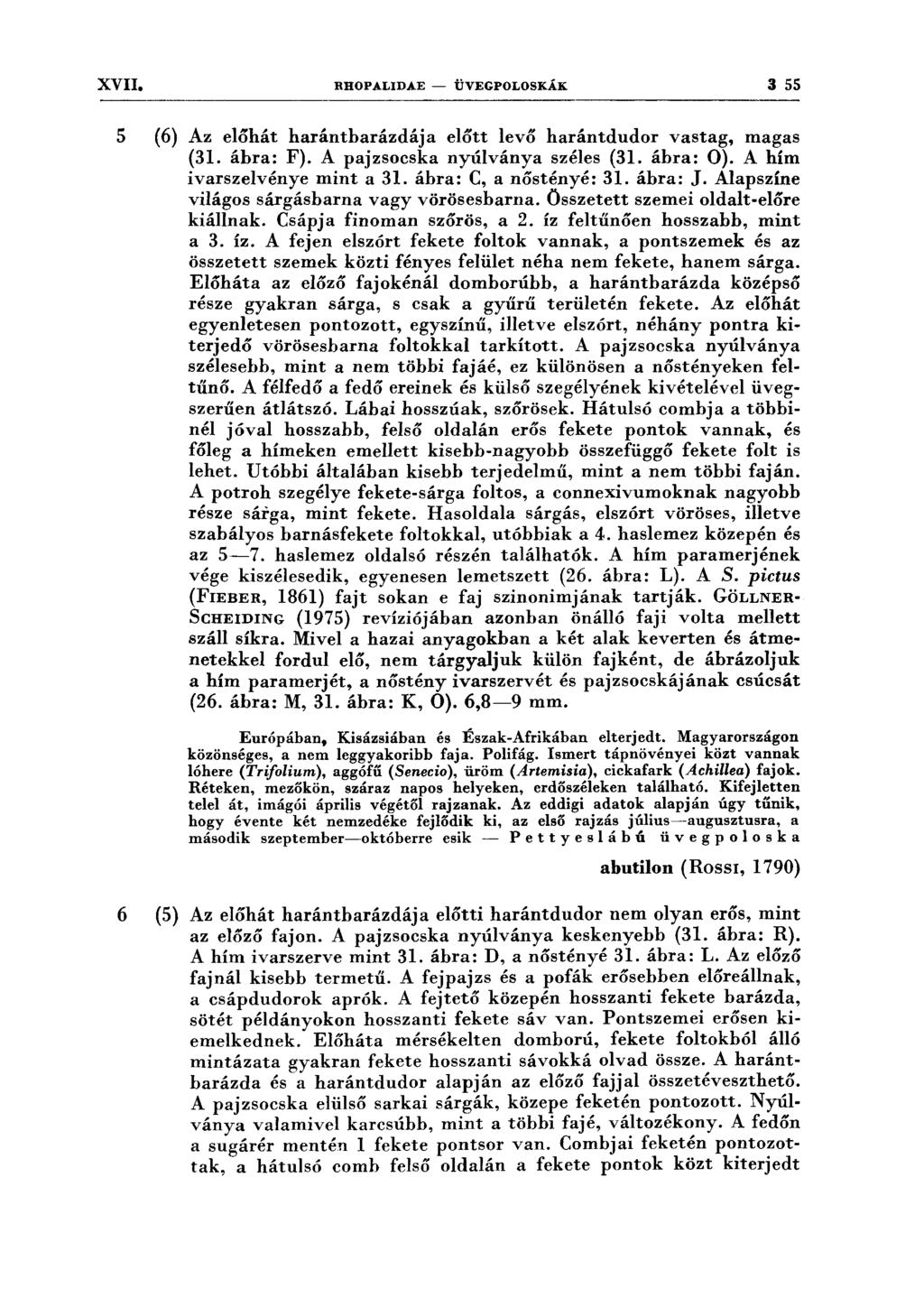 XVII. RHOPALIDAE- ÜVEGPOLOSKÁK 3 55 5 (6) Az előhát harántbarázdája előtt levő harántdudor vastag, magas (31. ábra: F). A pajzsocska nyúlványa széles (31. ábra: O). A hím ivarszelvénye mint a 31.
