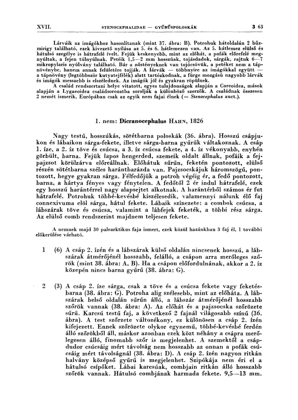 XVII. STENOCEPHALIDAE - GYŰRŰSPOLOSKÁK 3 63 Lárváik az imágókhoz hasonlítanak (mint 37. ábra: B). Potrohuk hátoldalán 2 bűzmirigy található, ezek kivezető nyílása az 5. és 6. hátlemezen van. Az 5.