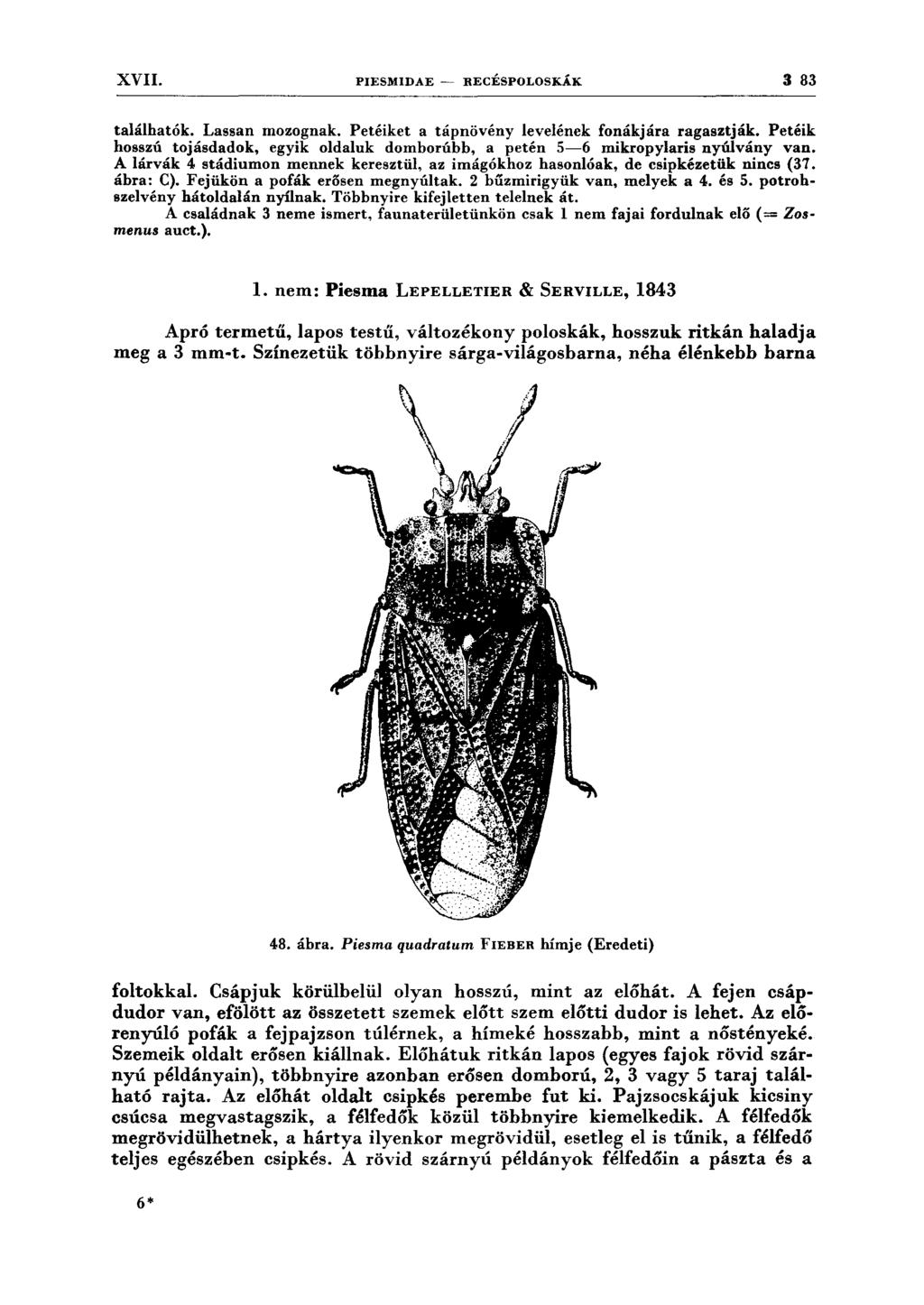XVII. PIESMIDAE - RECÉSPOLOSKÁK 3 83 találhatók. Lassan mozognak. Petéiket a tápnövény levelének fonákjára ragasztják.