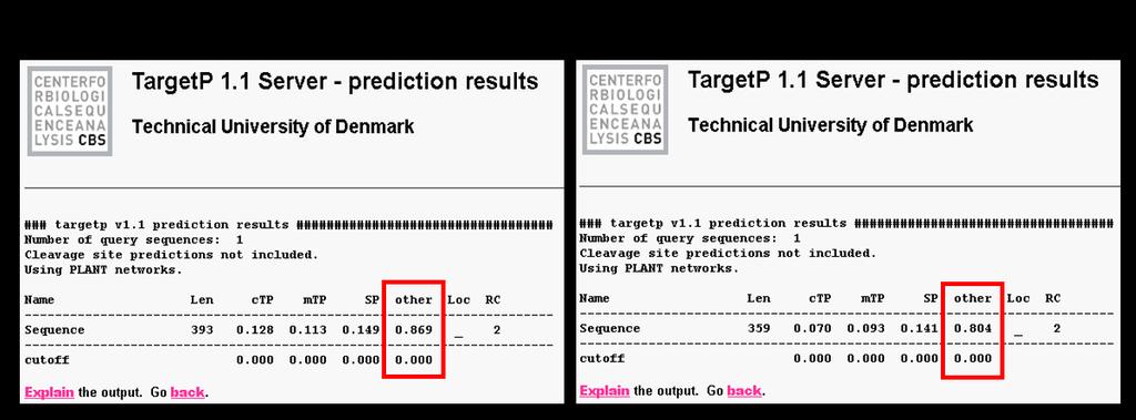 10.16 TargetP 1.1 Server alkalmazással végzett tranzit peptidek prediktálása a FvSAMS és q FvSAMDC aminosav szekvenciákon TargetP 1.