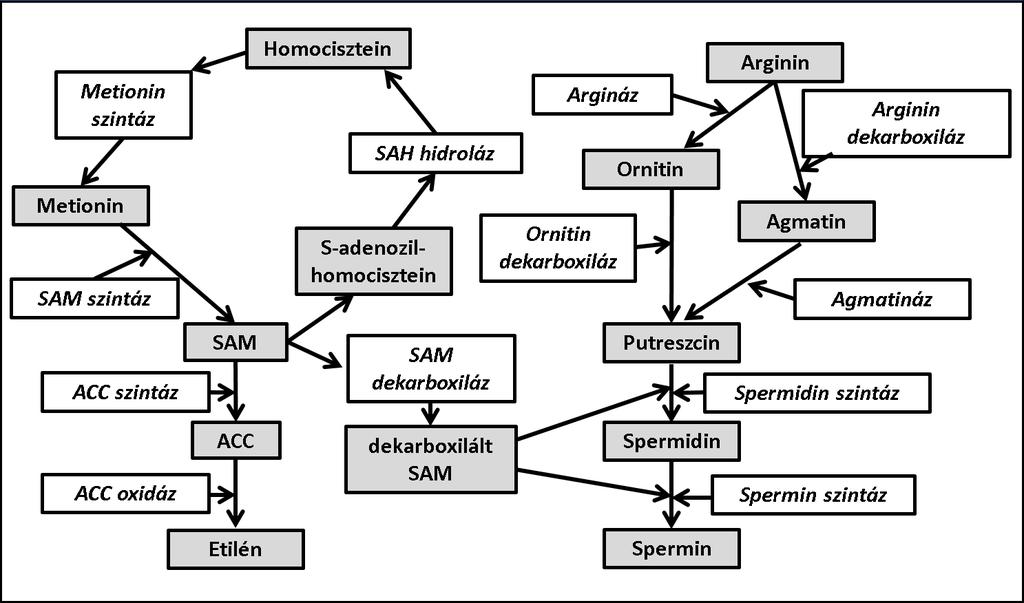 1 ábra: Az etilén és a poliamin metabolizmusban résztvevő enzimek és termékeik. Fehér hátterű téglalap = enzim; szürke hátterű téglalap= vegyület. (Forrás: Hatanaka et al., 1999; Hobbs et al., 2005).