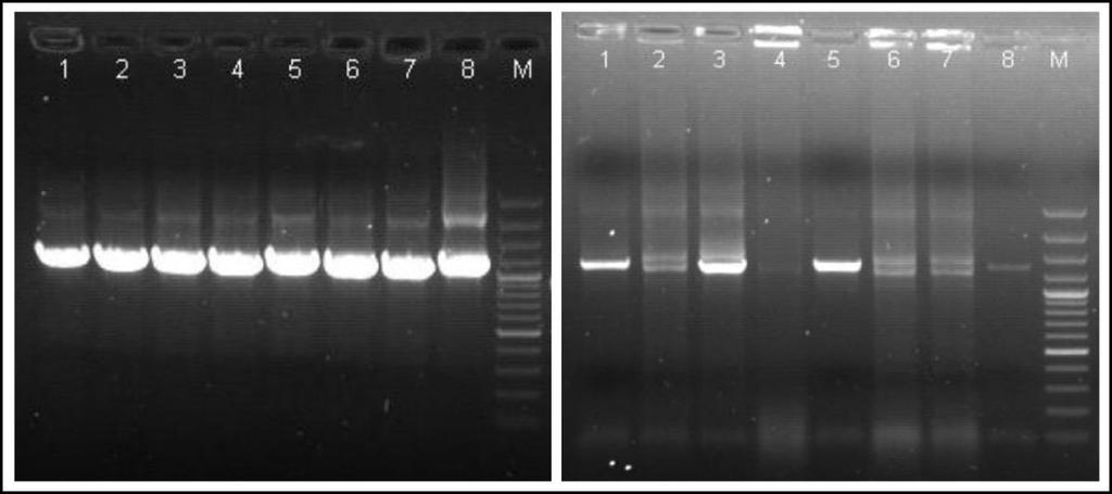 M: Molekulatömeg marker, Fermentas DNA Ladder 100 bp Plus, a fragmentumok nagysága: 3000, 2000, 1500, 1200, 1031, 900, 800, 700, 600, 500, 400, 300, 200, 100 bp; A megfelelő méretű fragmentumokat