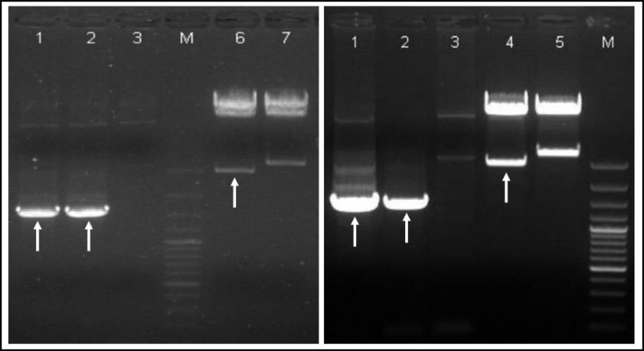 15. ábra: A pgwb405::fvsams és a pgwb405::fvsamdc plazmidok ellenőrzése PCR-rel és restrikciós emésztéssel. Bal oldali gélfotó: 1-2: pgwb405::fvsams+e. coli JM109 2-3.