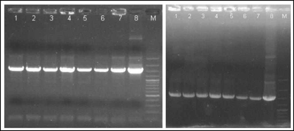 16. ábra: A pgwb405::fvsams és a pgwb405::fvsamdc plazmiddal transzformált Agrobacterium tumefaciens GV3101 törzs kolóniáira indított kolónia PCR eredménye.