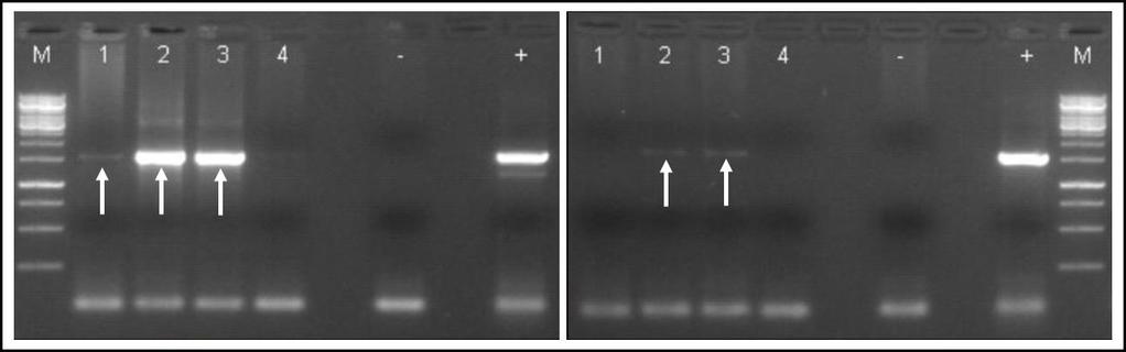 M: Molekulatömeg marker, Fermentas DNA Ladder 100 bp Plus, a fragmentumok nagysága: 3000, 2000, 1500, 1200, 1031, 900, 800, 700, 600, 500, 400, 300, 200, 100 bp; Jobb oldali gélfotó: pgwb405::fvsamdc