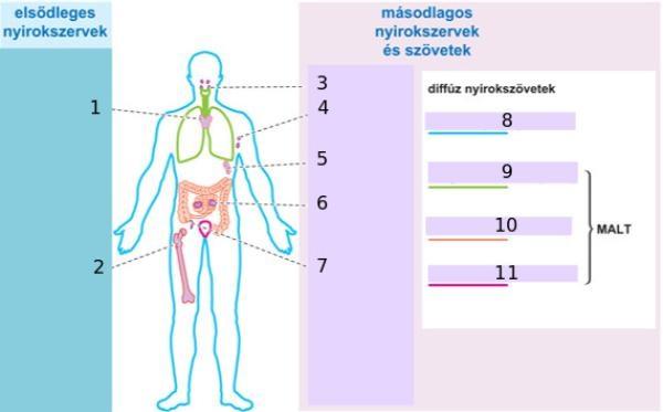 Nevezze meg a számozott részeket! (63.2) A(z) 1 jelű rész neve: (63.3) A(z) 2 jelű rész neve: (63.4) A(z) 3 jelű rész neve: (63.5) A(z) 4 jelű rész neve: 64. (64.