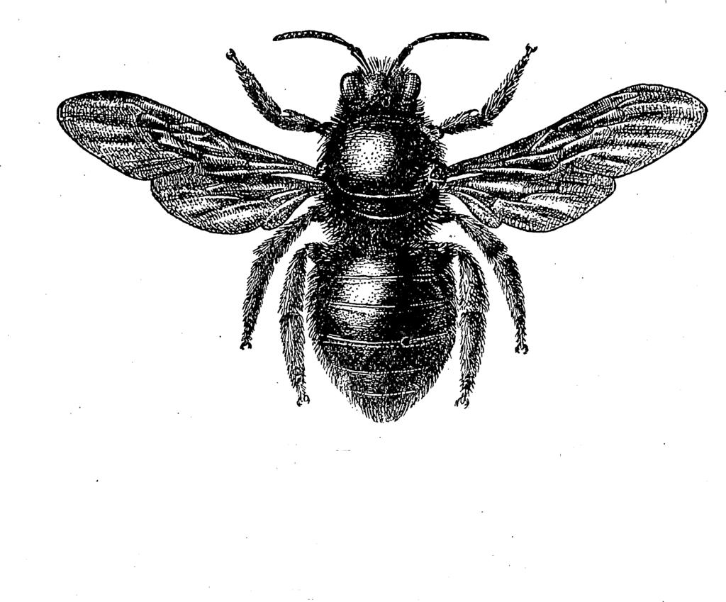 XIII. APIDAE - MÉHFÉLÉK 13 39 szárnyuk acélkék szmu, 3 könyöksejtjük különböző nagysagu es viragporgyűjtő készülékük sem annyira fejlett, mint a dongóméheké.