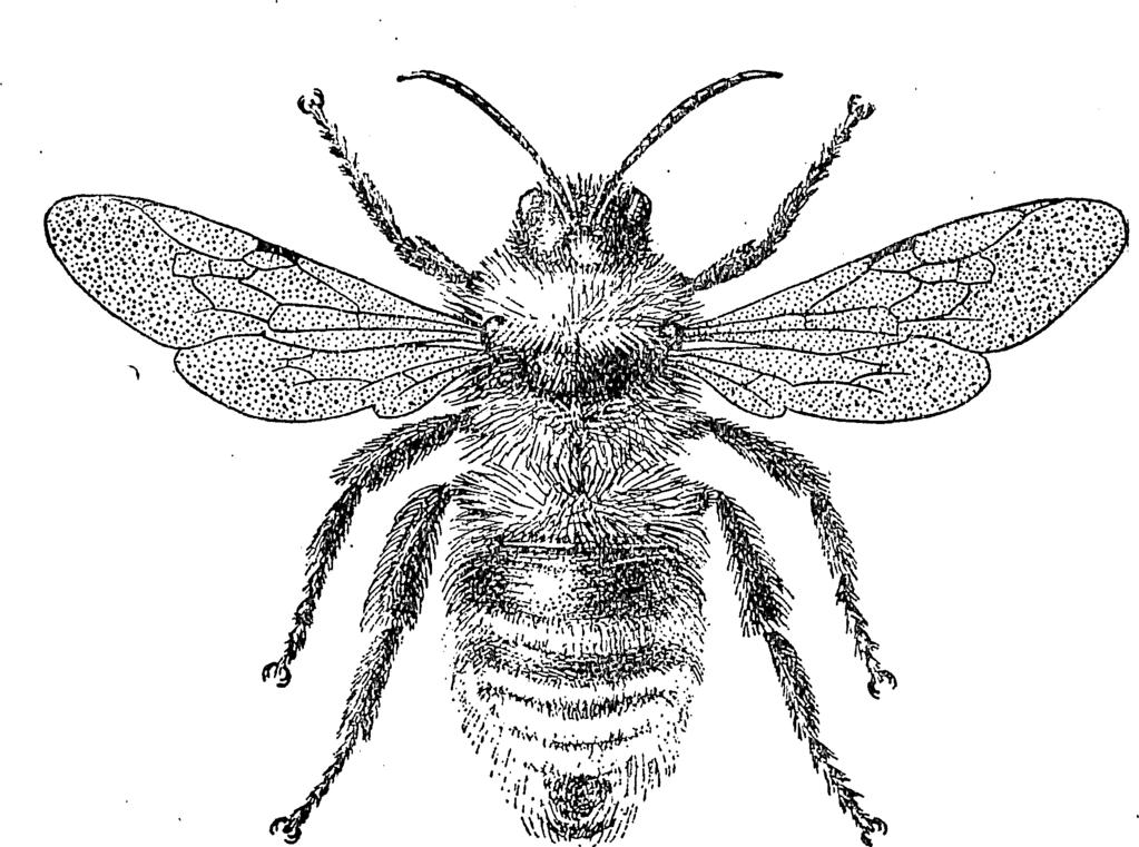 XIII. APIDAE - MÉHFÉLÉK 13 73 Alpesi faj. Faunaterületünkön csak Erdély keleti és déli határhegységeibííl ismeretes. Középhegységünk északi részének legmagasabb csűcsain elíífordulása várható. (VII.