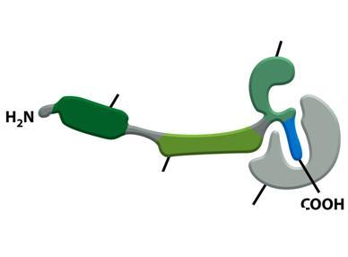 Ko-aktivátor Ligand Szteroid hormon Receptor DNS-kötő Gátló fehérje INAKTÍV RECEPTOR