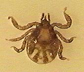 degá (Ticks) degábeba