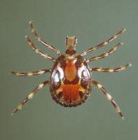 degá (Ticks)